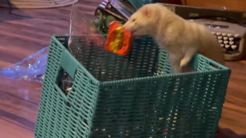 Ferret Goes Fishing For Candy