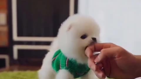 Another cute puppy