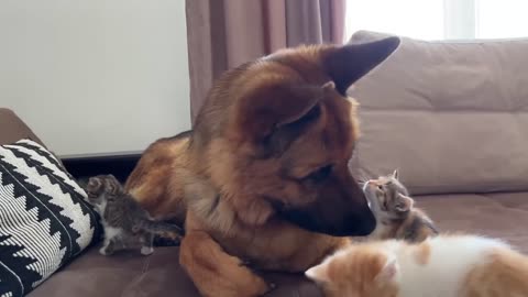 German Shepherd Attacked by Cute Tiny Kittens viral video