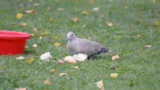 Female Pigeon Picking Up Leftovers From Ground Field