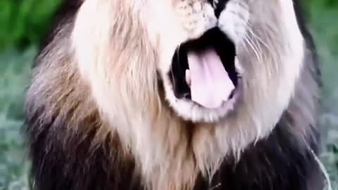 Lion jaws Animal World Wildlife Protect nature Protect wild animals Wild animals