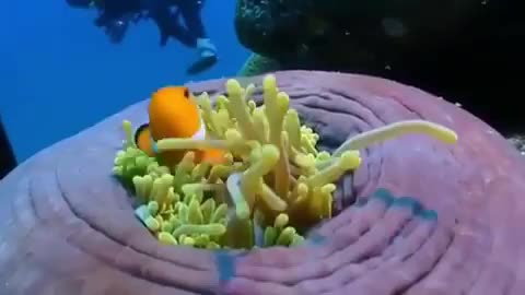 Nemo playing Peekaboo