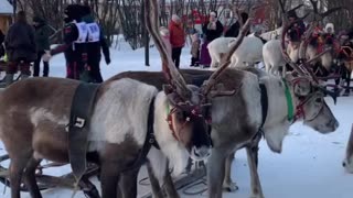 Reindeer races 😍😍😊👍