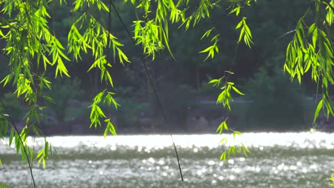 The sun shines on the lake water like golden wheat waves