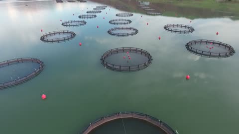 fish farm in the lake