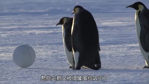 Penguins Being Funny: You'll Laugh So Hard, You'll Cry!