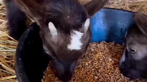 Goats Eating ASMR