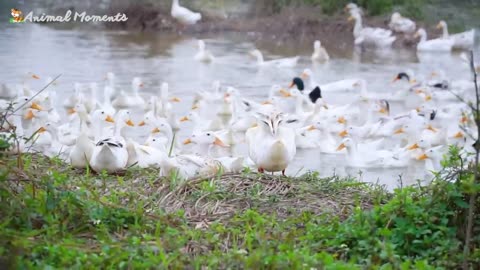 Animal sounds - Cow, Dog, Cat, Parrot, Goat - Familiar animals