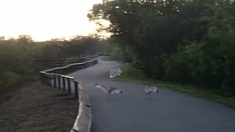 Squabbling ibis Birds