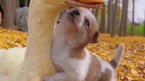 Cute Little Puppy And The Duck_You Won't Believe it