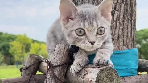 Cute kitten taking pictures outside