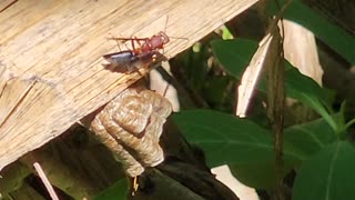 Metric paper wasp fanning nest