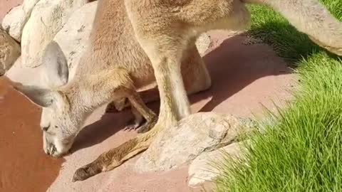 The kangaroo