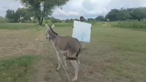 Donkey funny video , funny video of the year