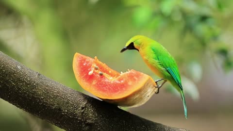 Colorful Birds in 4K - The Most Vibrant and Beautiful Bird World With Calming Music