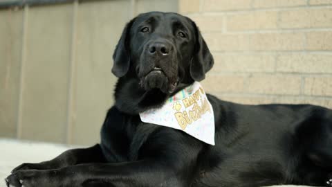 Meet Chapman, Service Dog in Training