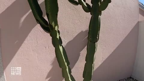 Police are sharpening their focus on two thieves who stole a cactus from a western suburbs store.