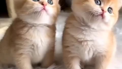 cat dancing moments to home! so cute moments 😍😍