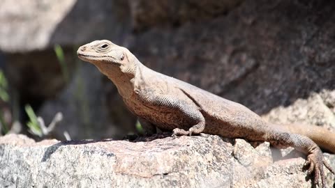 Chuckwalla Lizard