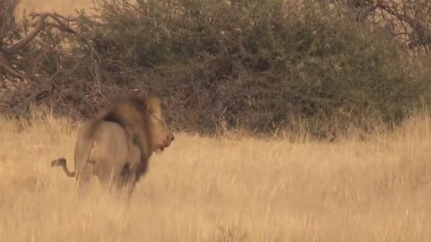 LIONS VS HYENAS - Clash of Enemies