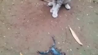 Scorpion and cat are very funny