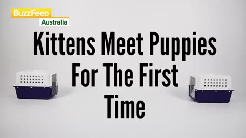 Kittens meet puppies for the first time