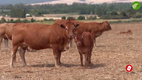 BEAUTIFUL COW VIDEO 🐮 COWS GRAZING & MOOING 🐮