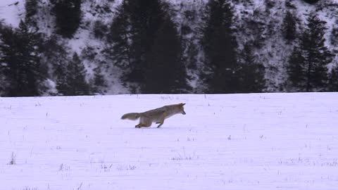 Coyote Hunts for Meal