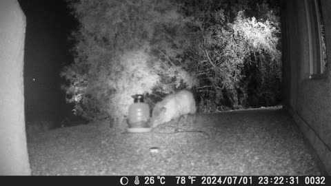 Javelina that knocked over water jug