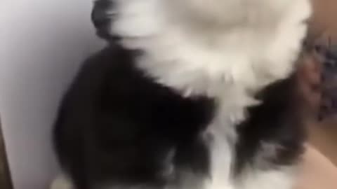 Cute husky howling funny moment