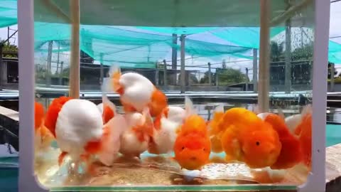 The most beautiful thailand goldfish collection-6
