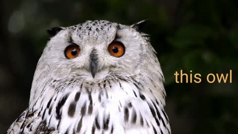 The Distinctive Calls of Owls: A Sampler|| nature beauty music