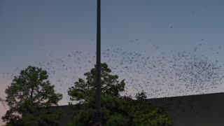 Massive flocks of birds descend on Houston