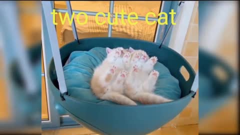 Two cute cat funny video