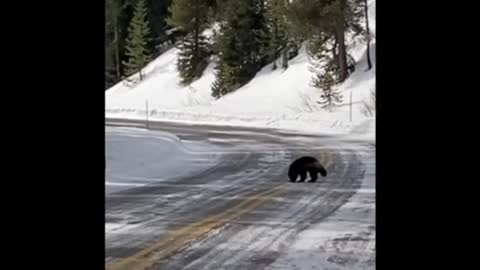 Super Rare Wolverine Sighting in Yellowstone National Park