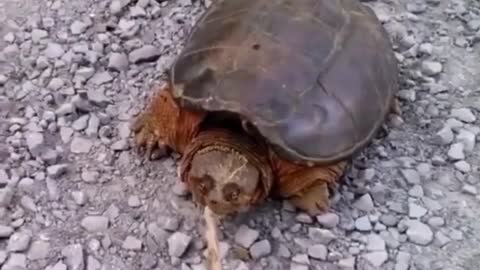 The fierce tortoise