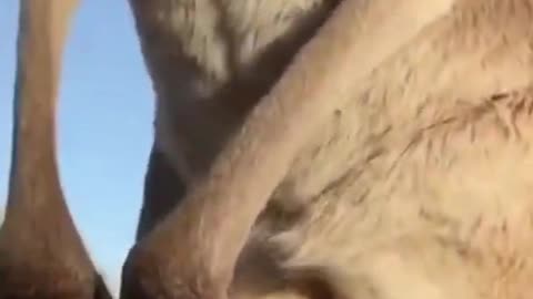 Funny Kangaroo in pouch cute and funny animal