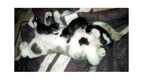 animal welfare ,kittens breastfeed