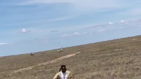 Crazy man chasing poor baby antelope