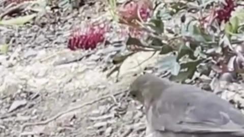 Unbelievable Footage: Watch This Bird's Amazing Digging Skills to Find Its Next Meal!
