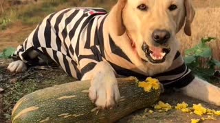 my dog is eating pumpkin😊