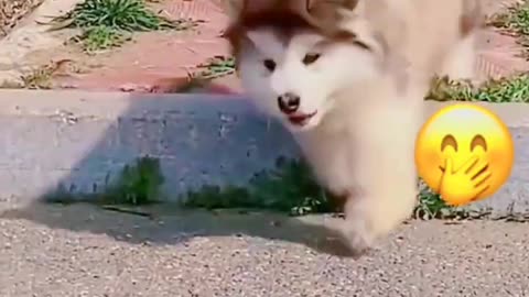 Funny video dog and cat