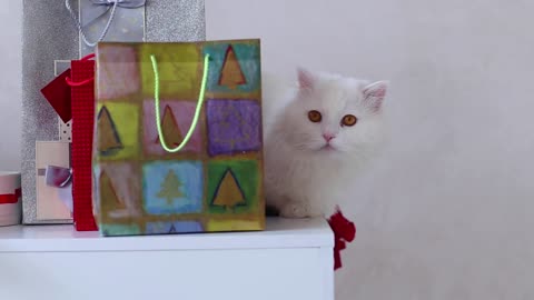 White Cat Sitting on a Chair and Looking at Confetti Among Gifts New Year, Christmas Eve