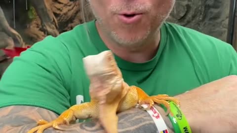 How to cut your lizards nails 💅