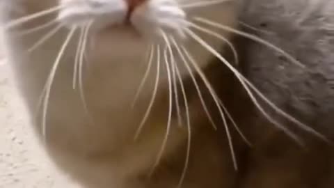 The Cat voice video.