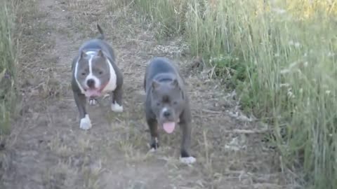 🐶american bullies running in the fields 🐶dogs life 2021