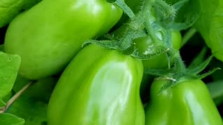 Growing green plum tomatoes