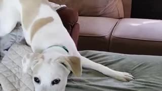 Funny pup really hates owner's fart gun toy