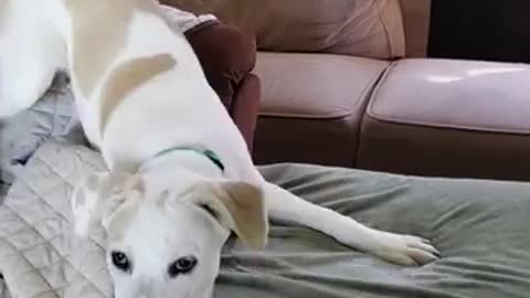Funny pup really hates owner's fart gun toy