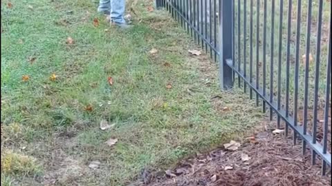 Rescuing a Doe Stuck in a Narrow Fence